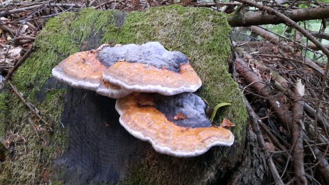 Fomitopsis pinicola