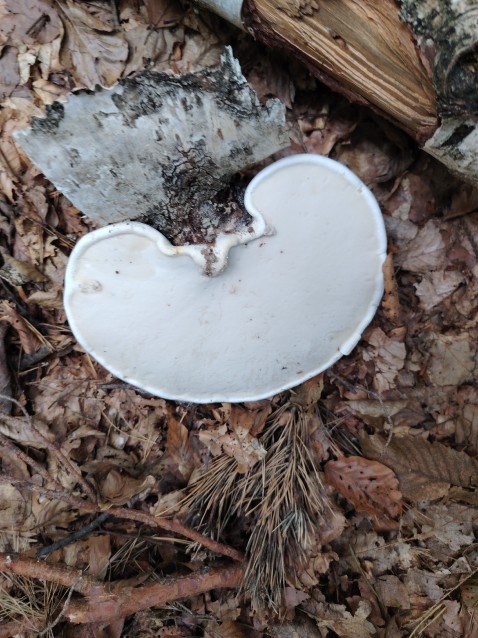 Fomitopsis betulina