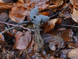 Helvella lacunosa