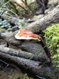 Ganoderma lucidum