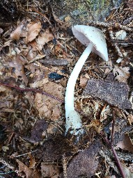 Volvariella murinella