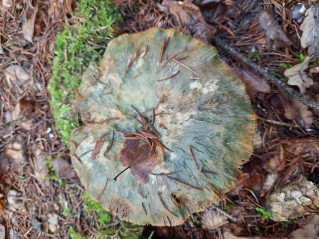 Lactarius deterrimus