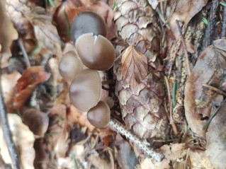 Mycena plumipes