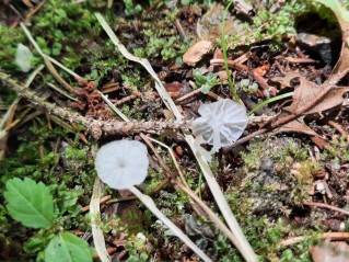 Delicatula integrella