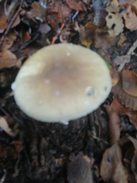 Amanita phalloides