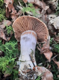 Cortinarius traganus