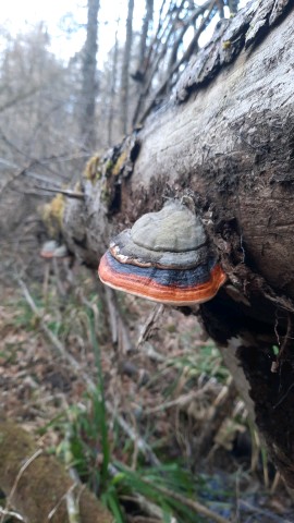 Fomitopsis pinicola