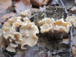 Cantharellus ianthinoxanthus