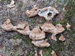 Plicaturopsis crispa