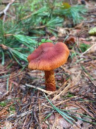 Cortinarius rubellus