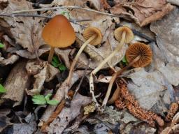 Conocybe ochrostriata