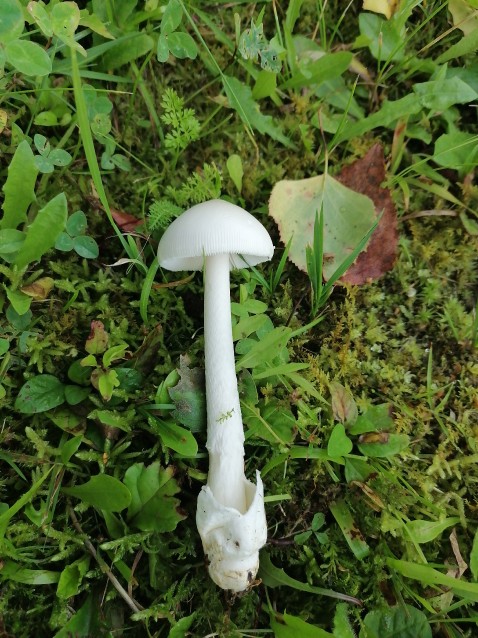 Amanita vaginata