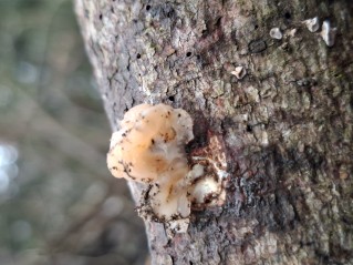 Naematelia encephala