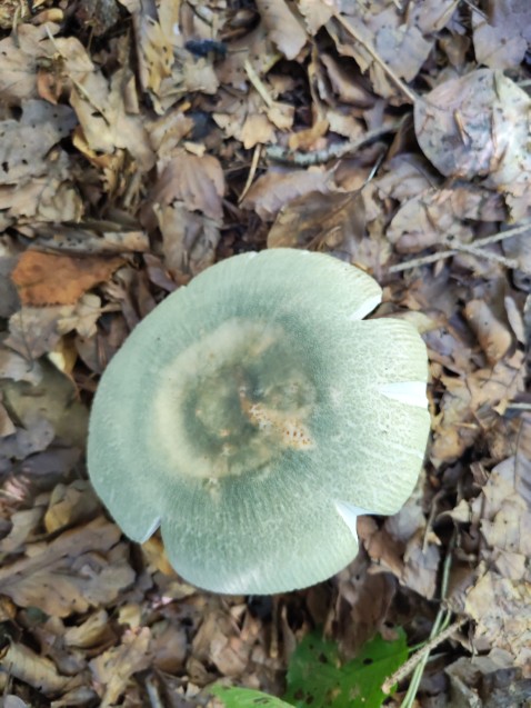 Russula virescens