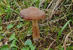 Hygrocybe ingrata