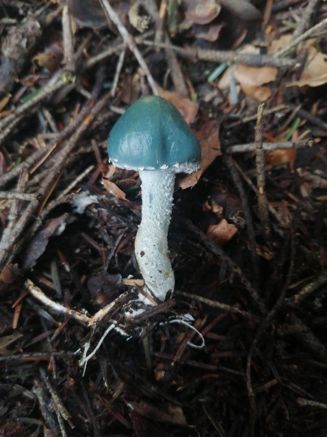 Stropharia aeruginosa