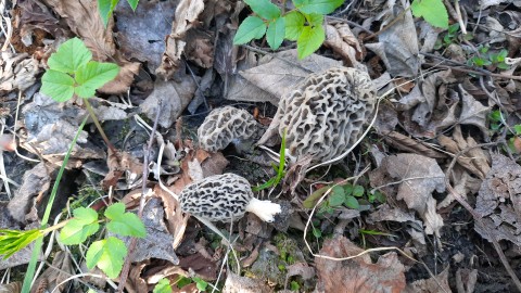 Morchella vulgaris