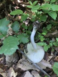 Amanita gemmata