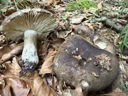 Russula nigricans