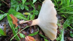 Polyporus tuberaster