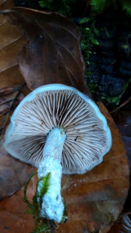 Stropharia caerulea