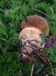 Neoboletus erythropus