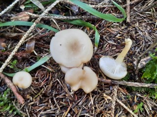 Clitocybe phaeophthalma