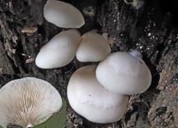 Crepidotus applanatus