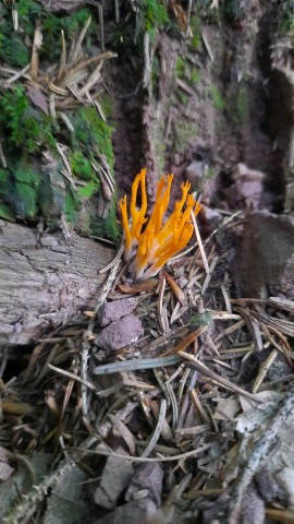 Calocera viscosa