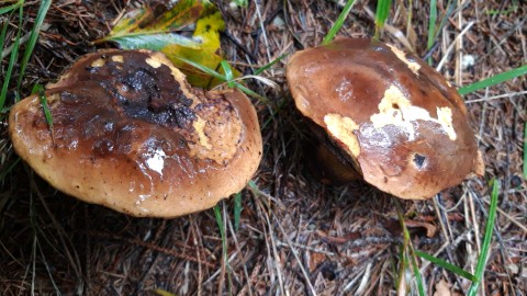 Neoboletus erythropus