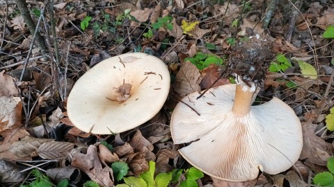 Infundibulicybe geotropa