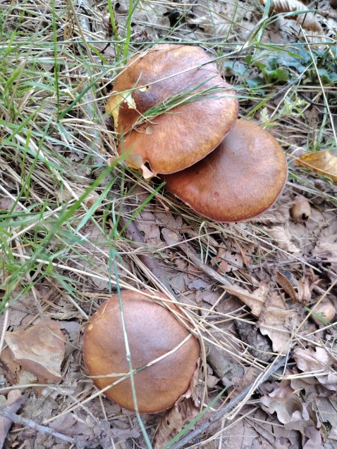 Suillus luteus