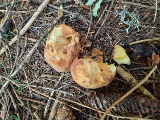 Butyriboletus subappendiculatus