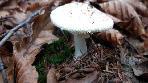 Amanita citrina