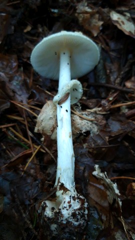 Amanita citrina