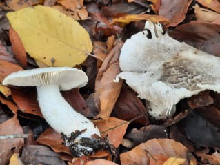 Tricholoma pardinum