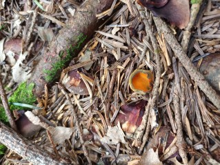 Caloscypha fulgens