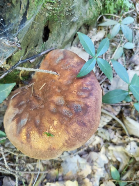 Tapinella atrotomentosa