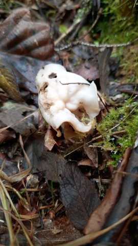 Helvella crispa