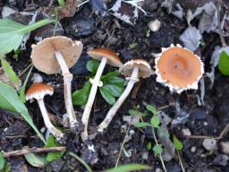 Conocybe vestita