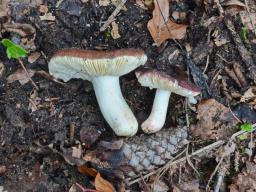 Russula badia