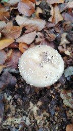 Amanita pantherina