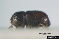 Pityophthorus pityographus