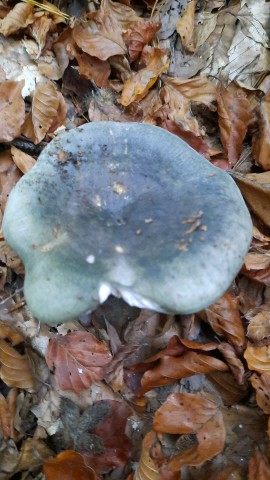 Russula cyanoxantha