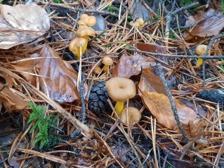 Craterellus tubaeformis