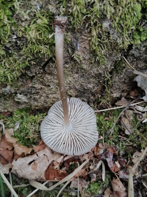 Mycena inclinata