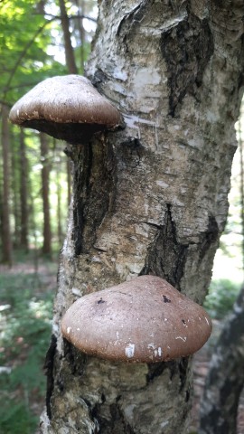 Fomitopsis betulina