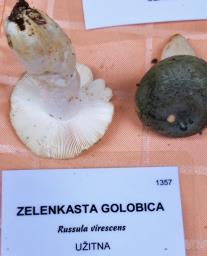 Russula virescens