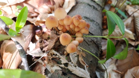 Mycena renati