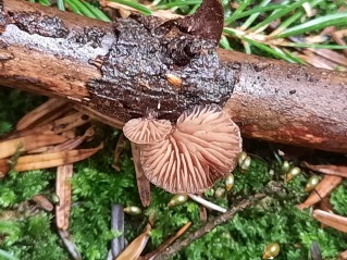 Panellus violaceofulvus